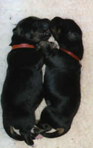 chiots Niob
